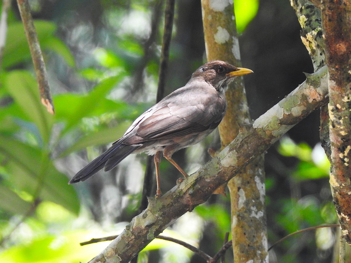 Creamy-bellied Thrush - ML647437823