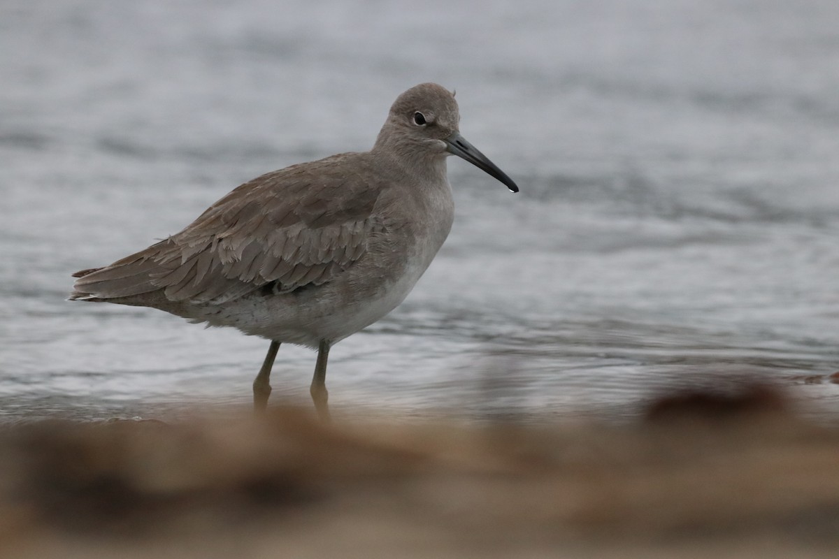 Перепончатопалый улит - ML647437838