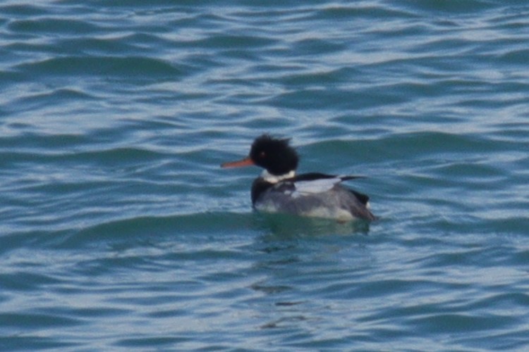 Serreta Mediana - ML647437851