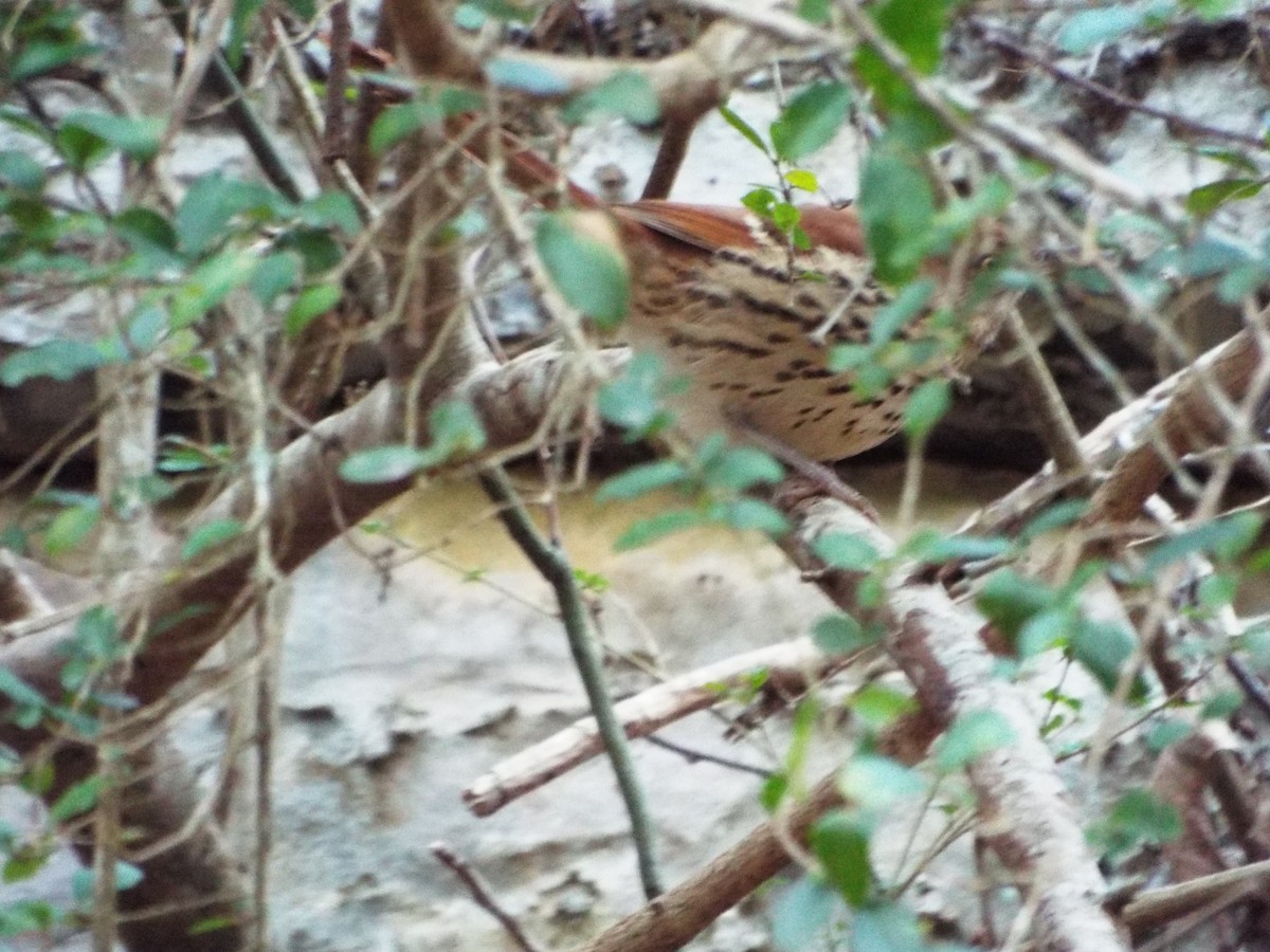 brunspottefugl - ML647437853