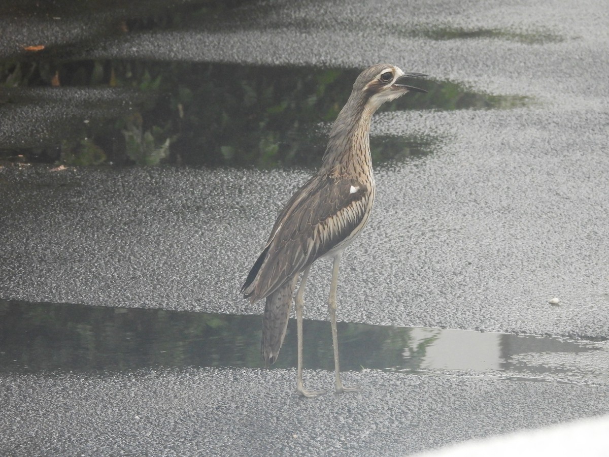 Bush Thick-knee - ML647437855