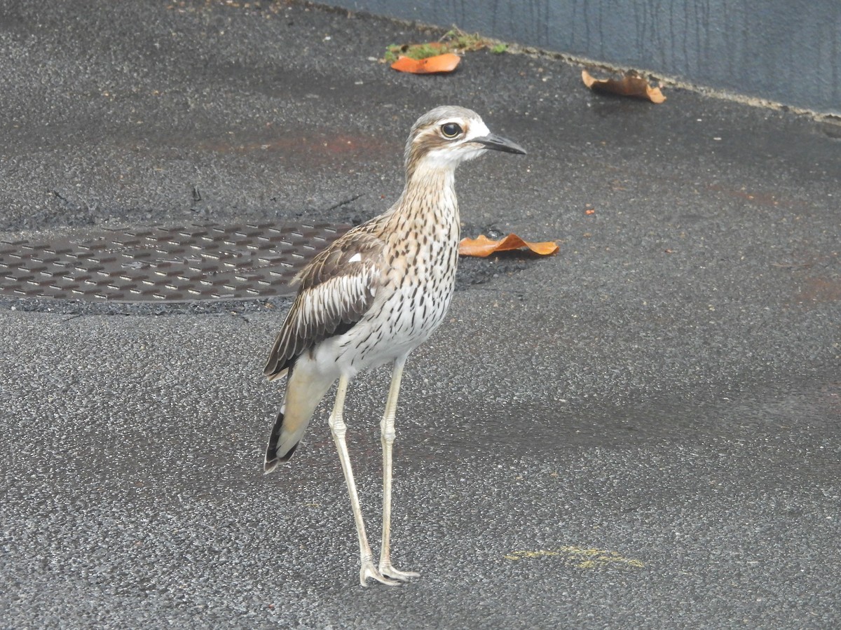 Bush Thick-knee - ML647437856
