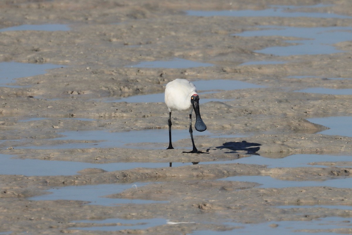 Kara Yüzlü Kaşıkçı - ML647437871