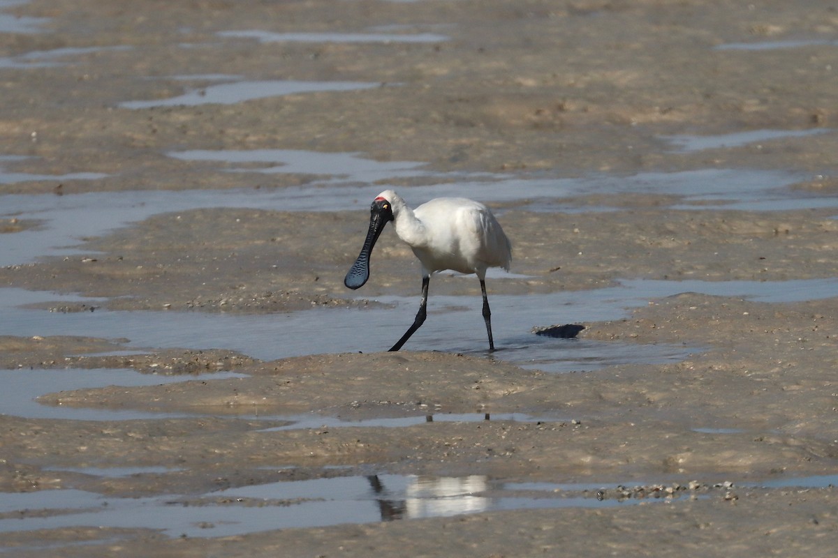 Kara Yüzlü Kaşıkçı - ML647437872