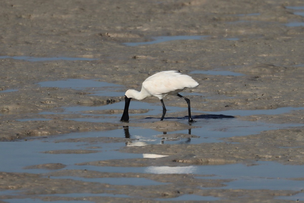 Kara Yüzlü Kaşıkçı - ML647437873