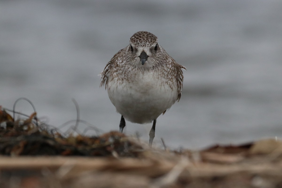 Тулес - ML647437891