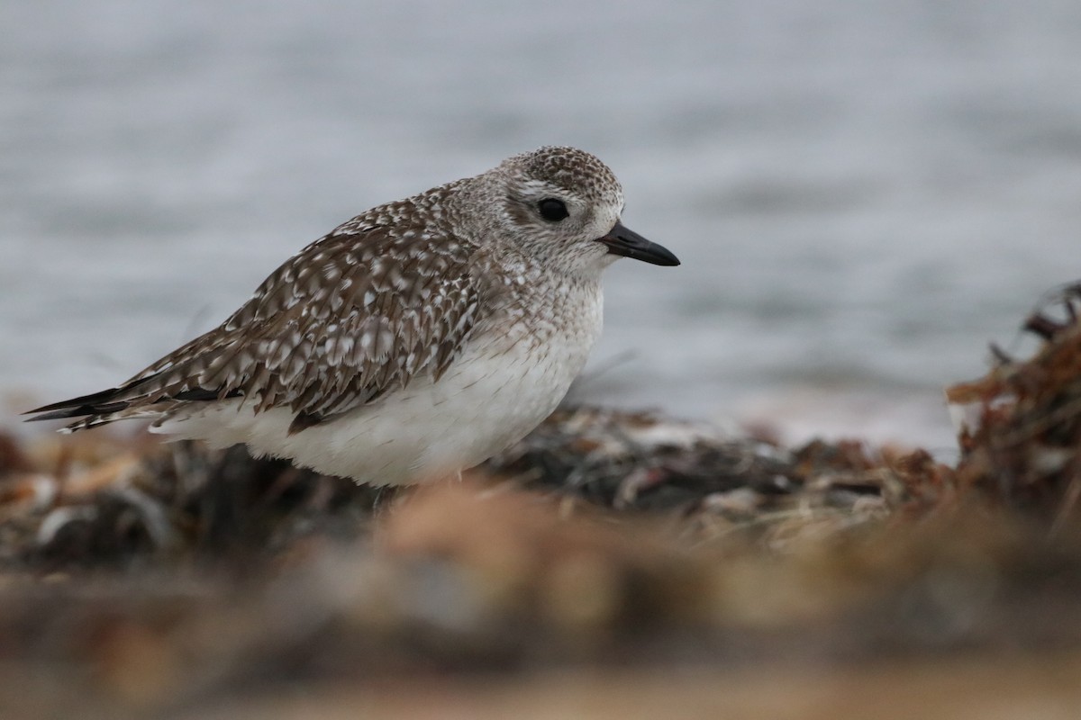 Тулес - ML647437912