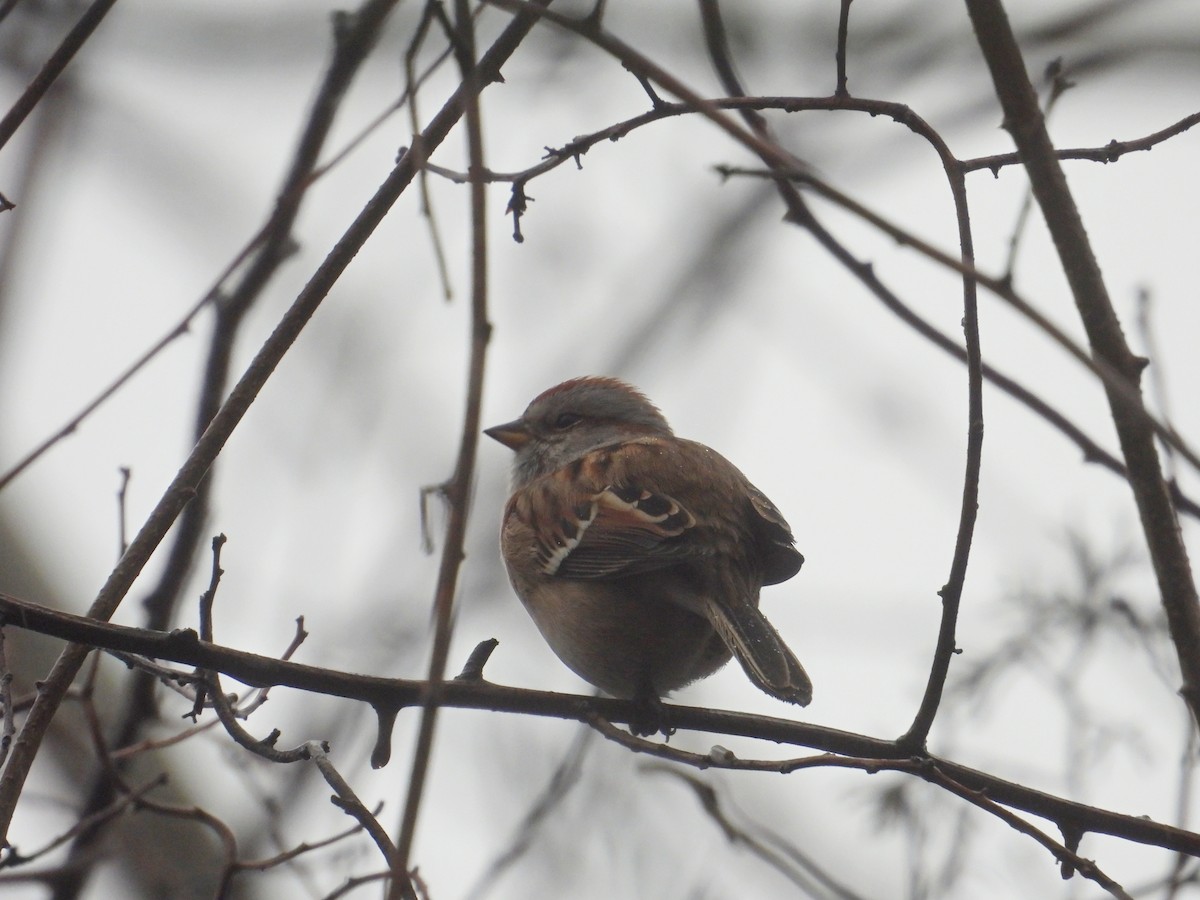 American Tree Sparrow - ML647437919