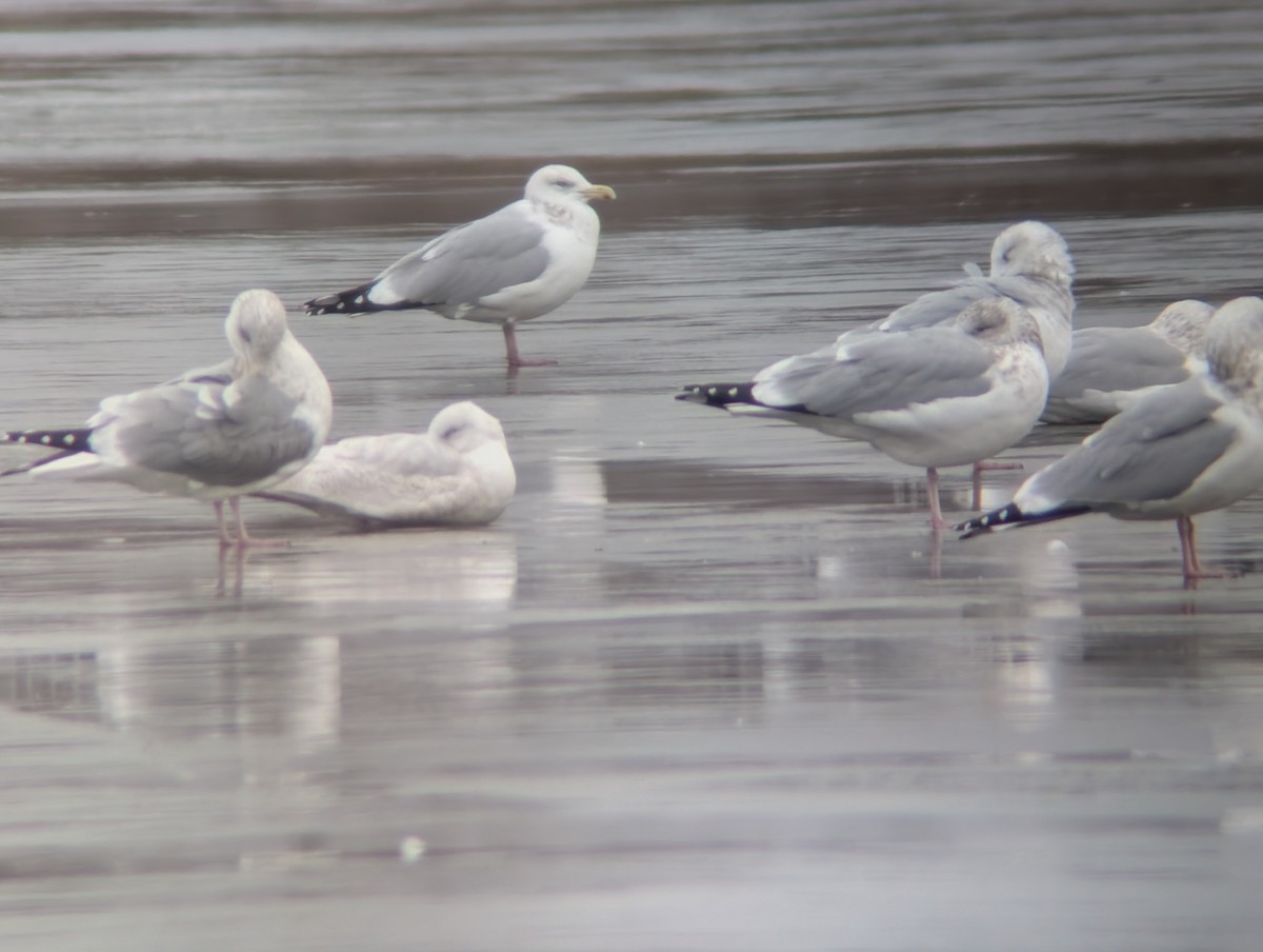 アイスランドカモメ - ML647437945