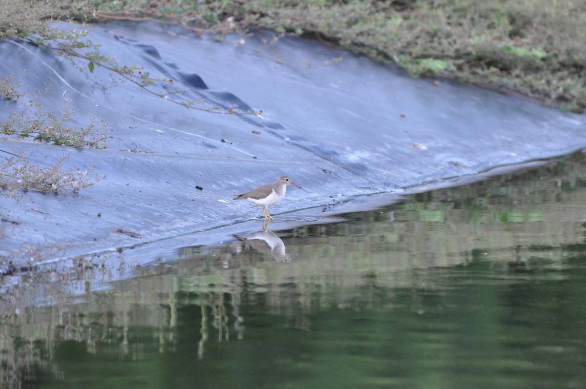 Benekli Düdükçün - ML647437946