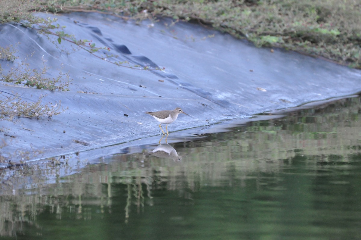 Benekli Düdükçün - ML647437947