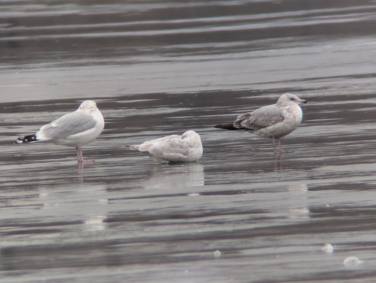 アイスランドカモメ - ML647437948