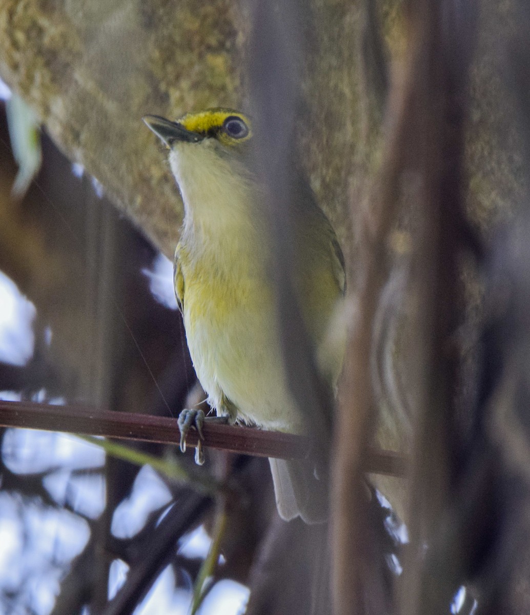 White-eyed Vireo - ML647437950