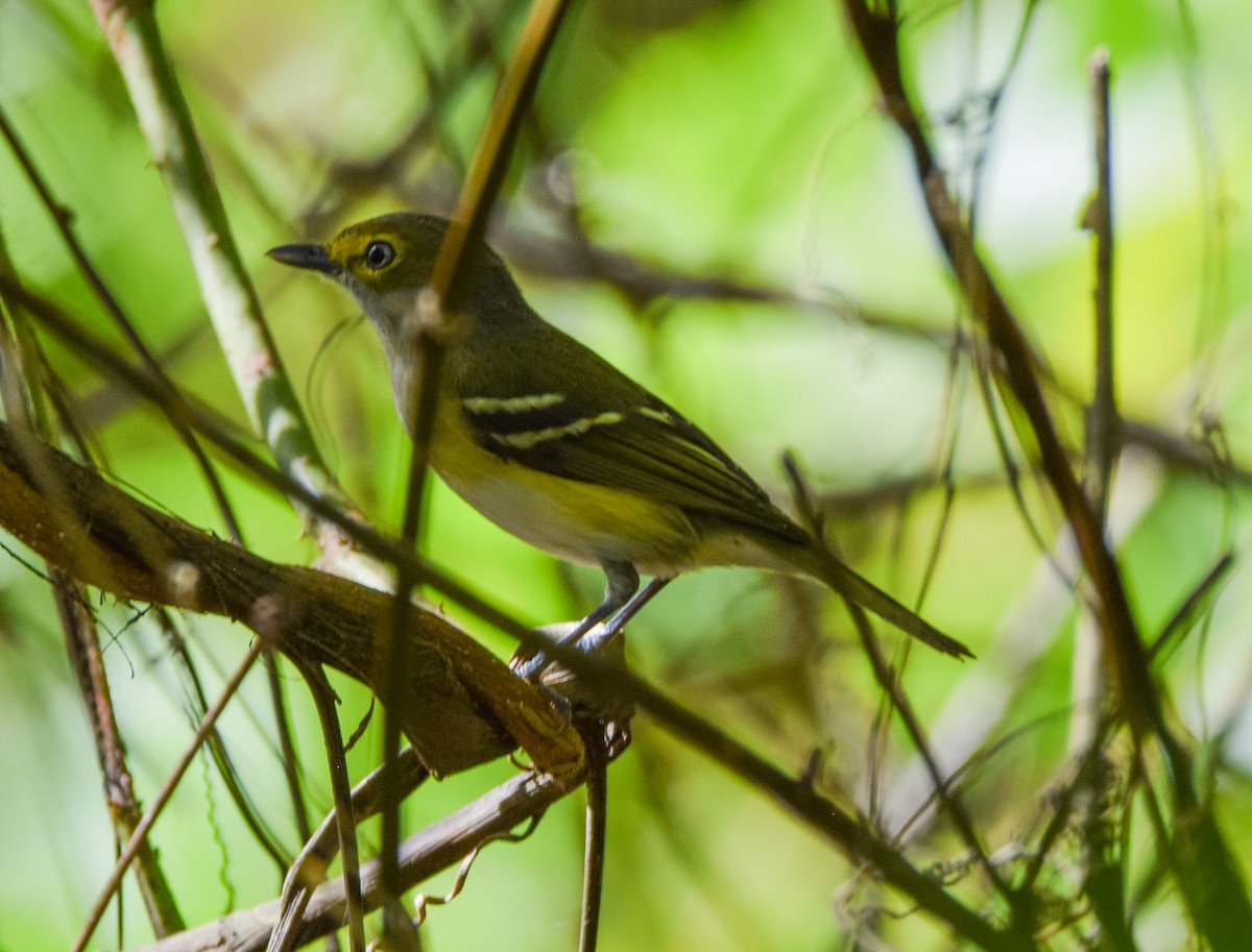 White-eyed Vireo - ML647437951
