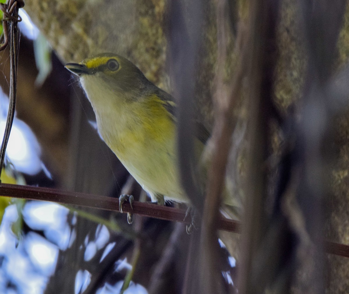 White-eyed Vireo - ML647437952