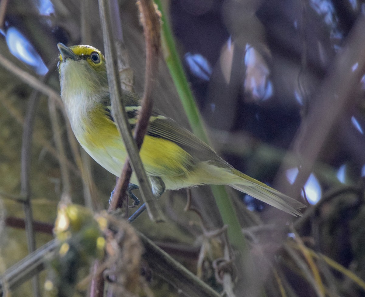 White-eyed Vireo - ML647437953