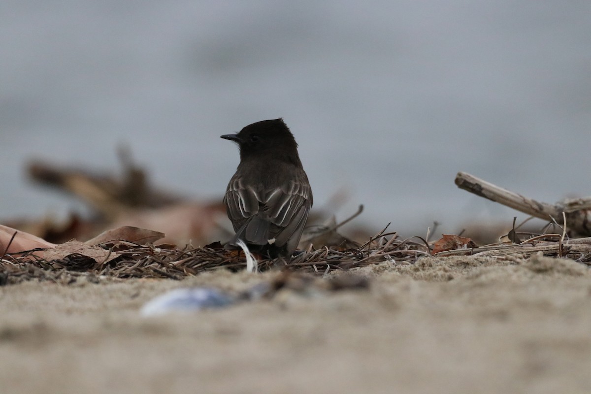 Чёрный фиби - ML647437958