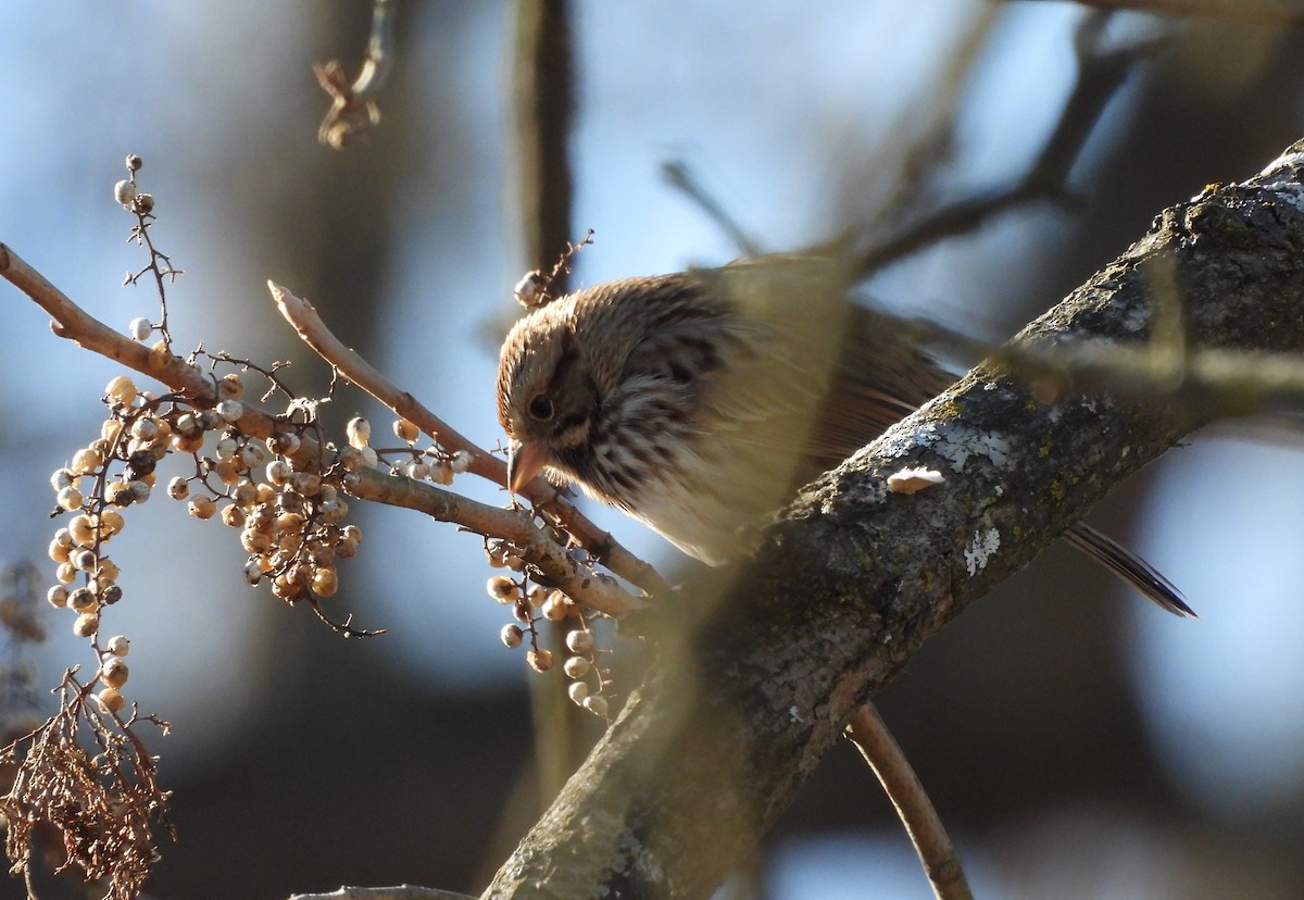 Song Sparrow - ML647437962