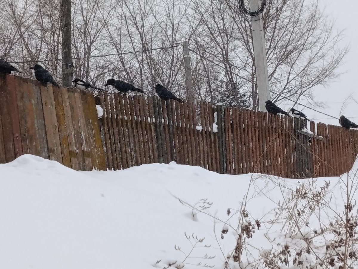 orientskjære - ML647437974