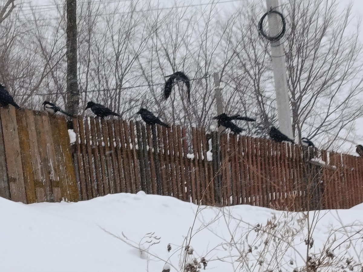 orientskjære - ML647437975