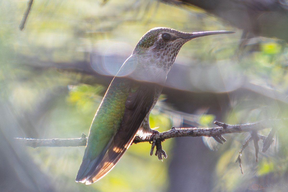 Anna's Hummingbird - ML647437978