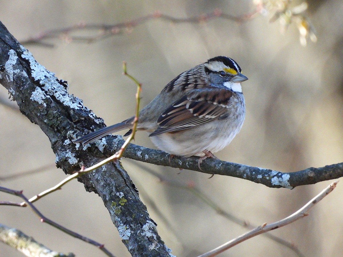 White-throated Sparrow - ML647437991