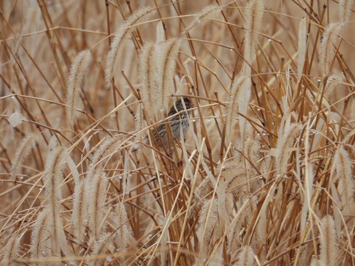 Savannah Sparrow - ML647438003
