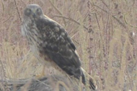 Busard des marais - ML647438022