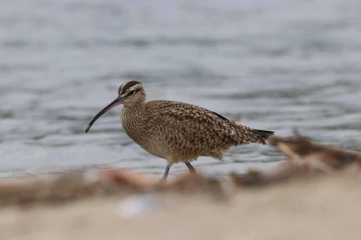 Hudsonian Whimbrel - ML647438030