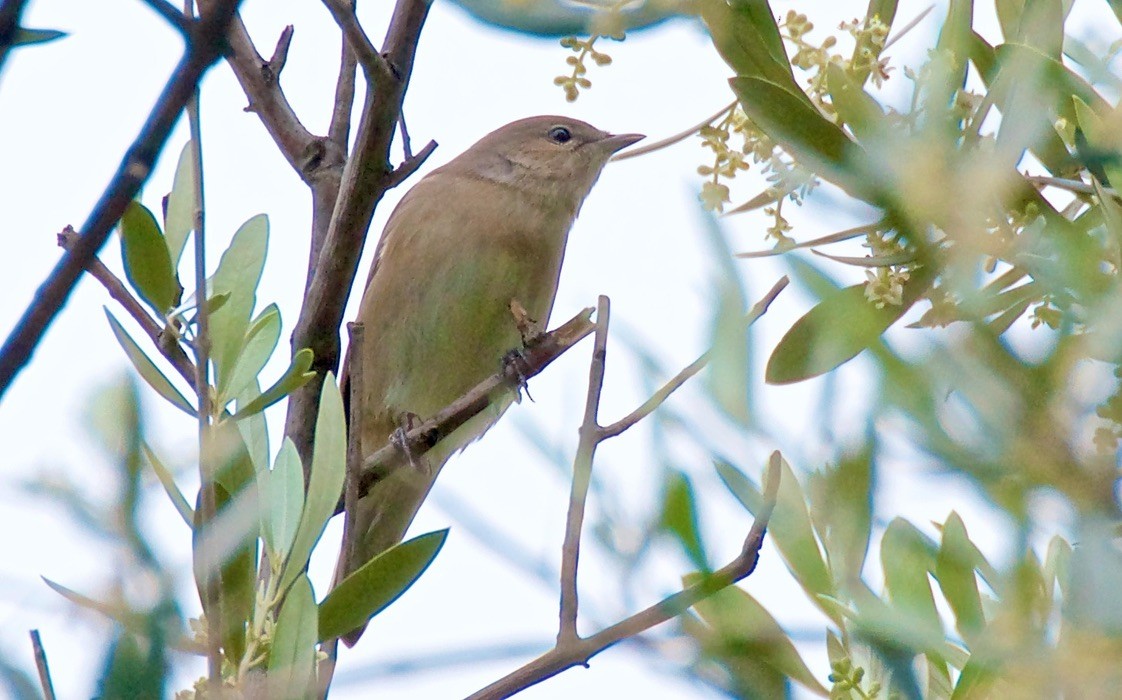 Fauvette des jardins - ML647438032