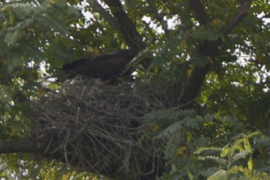 Buse de Harris - ML647438039