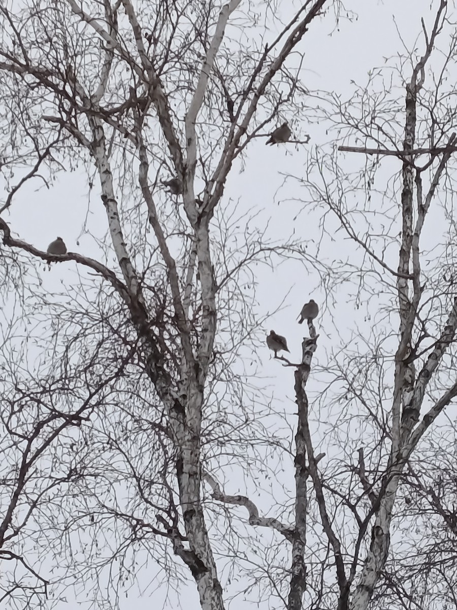 Bohemian Waxwing - ML647438041