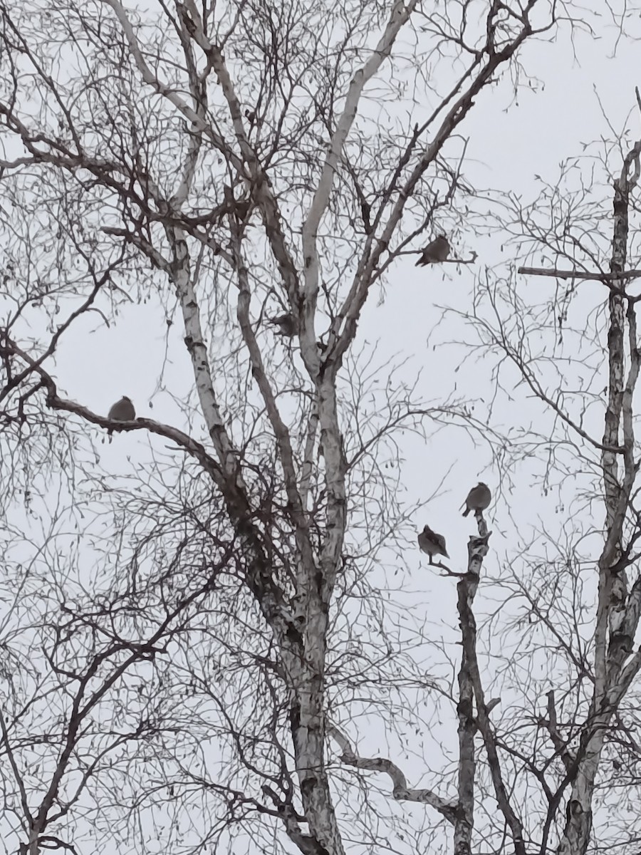 Bohemian Waxwing - ML647438042