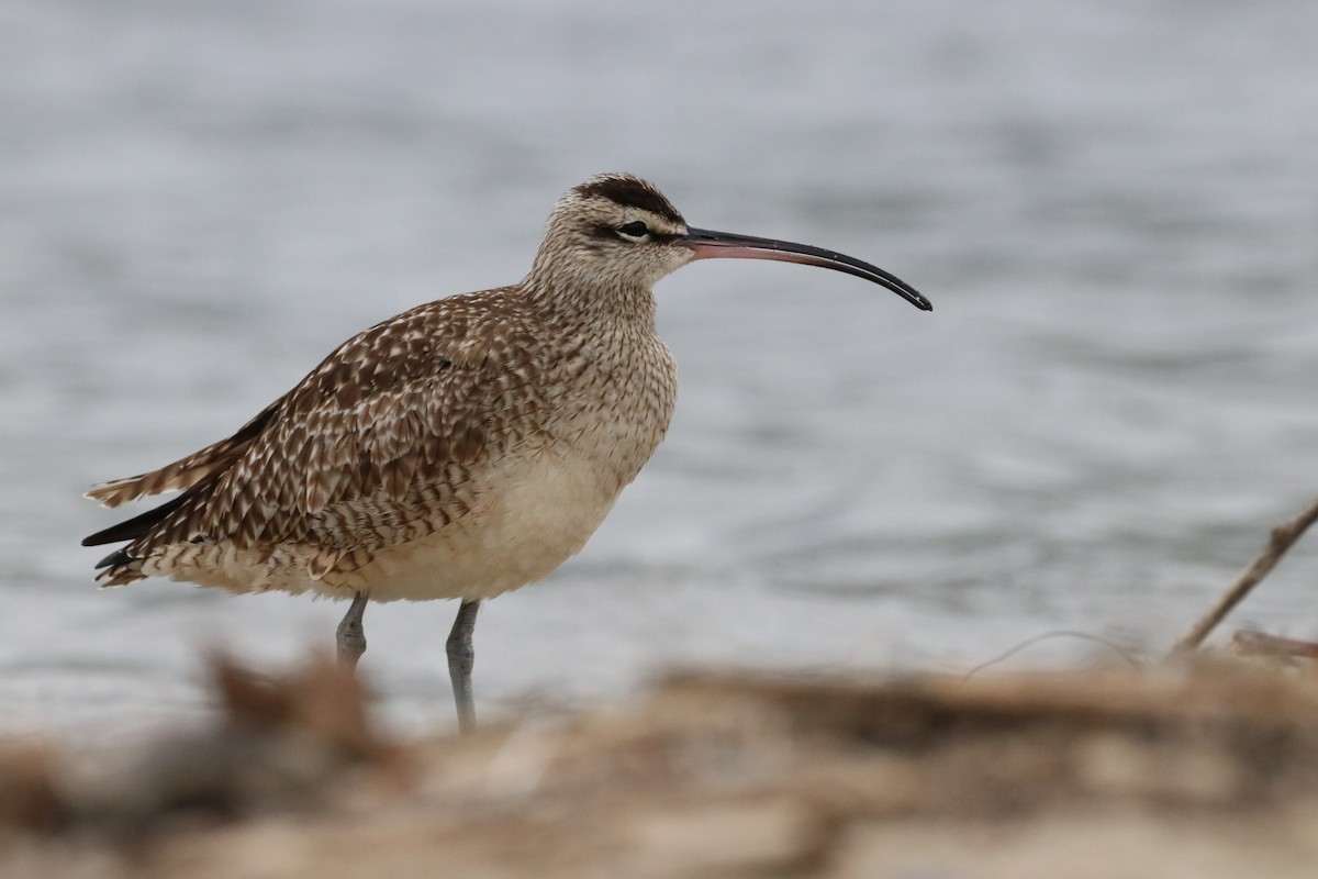 Hudsonian Whimbrel - ML647438049