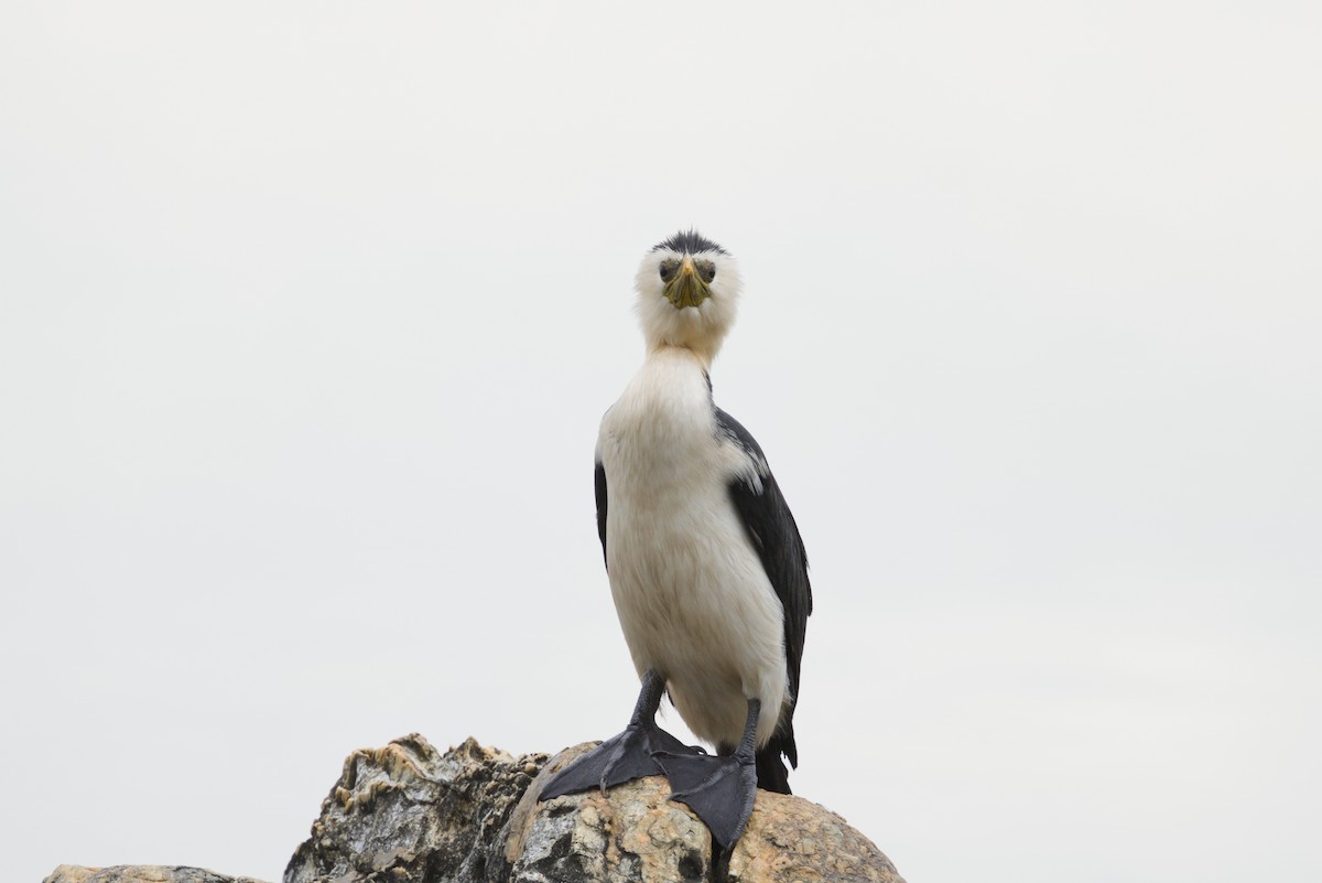 Little Pied Cormorant - ML647438055