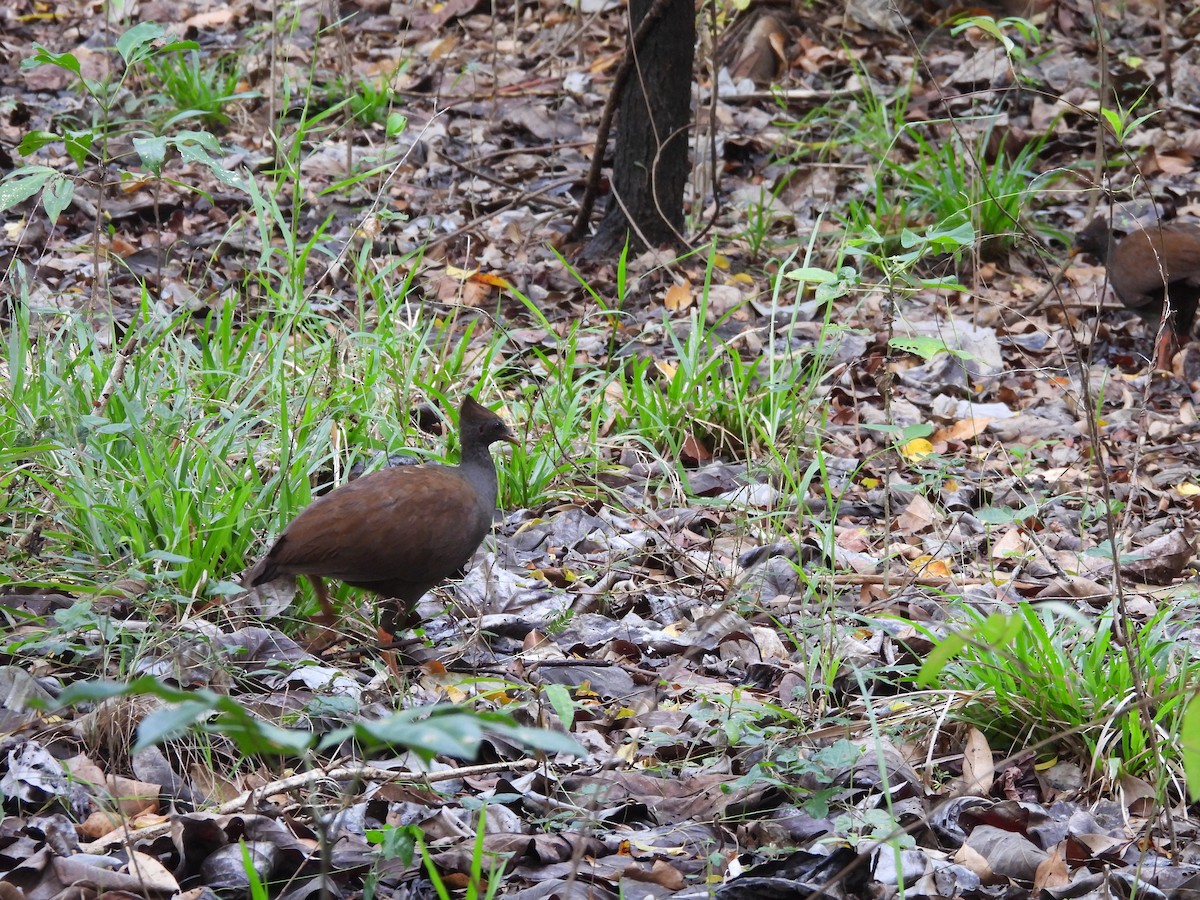 Orange-footed Megapode - ML647438071