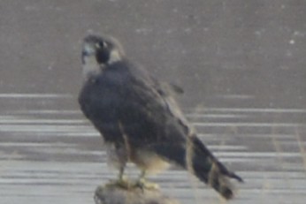 Faucon pèlerin - ML647438076