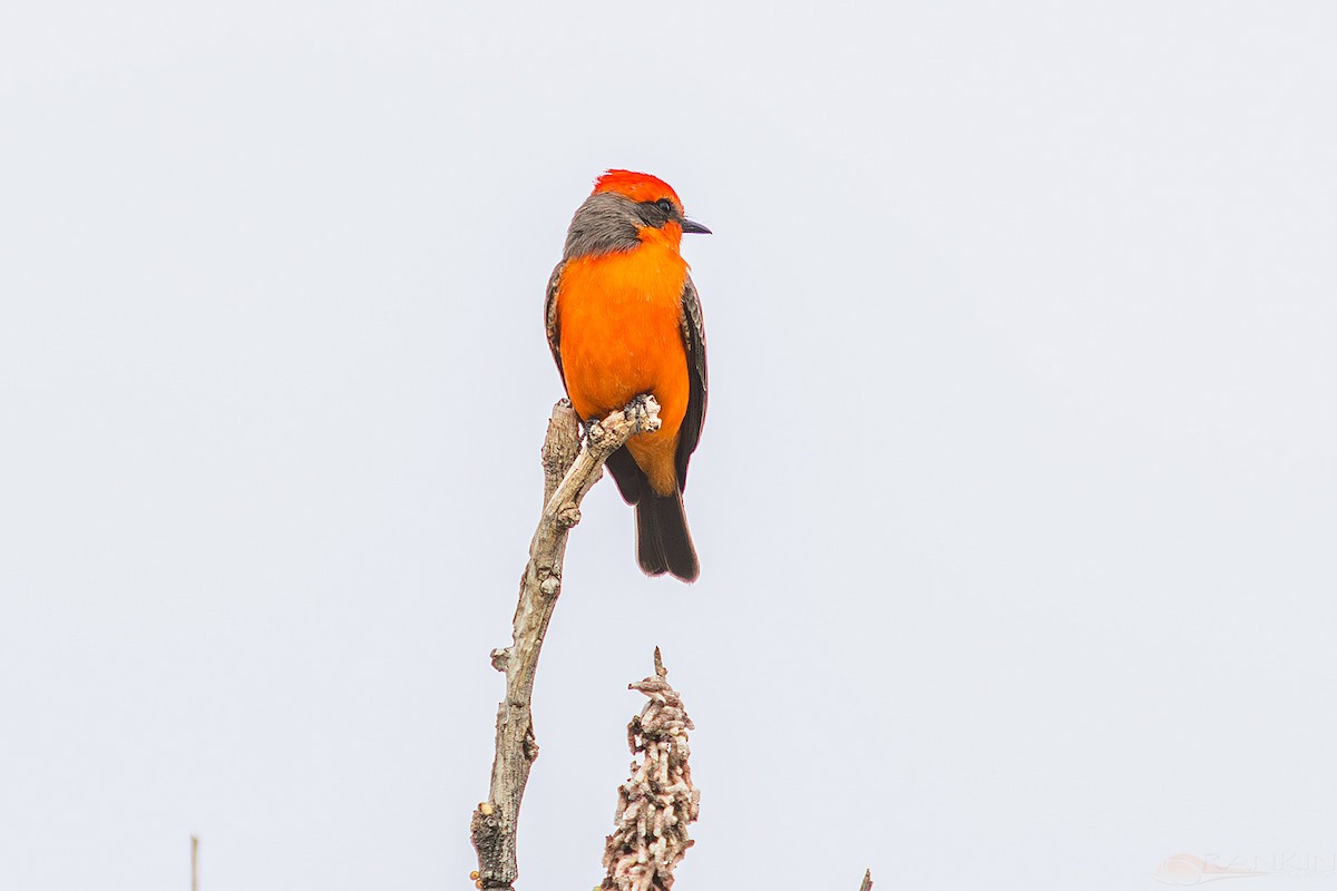 Vermilion Flycatcher - ML647438081
