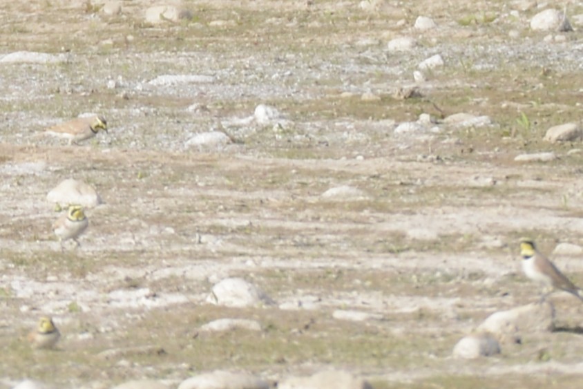 Alouette hausse-col - ML647438083