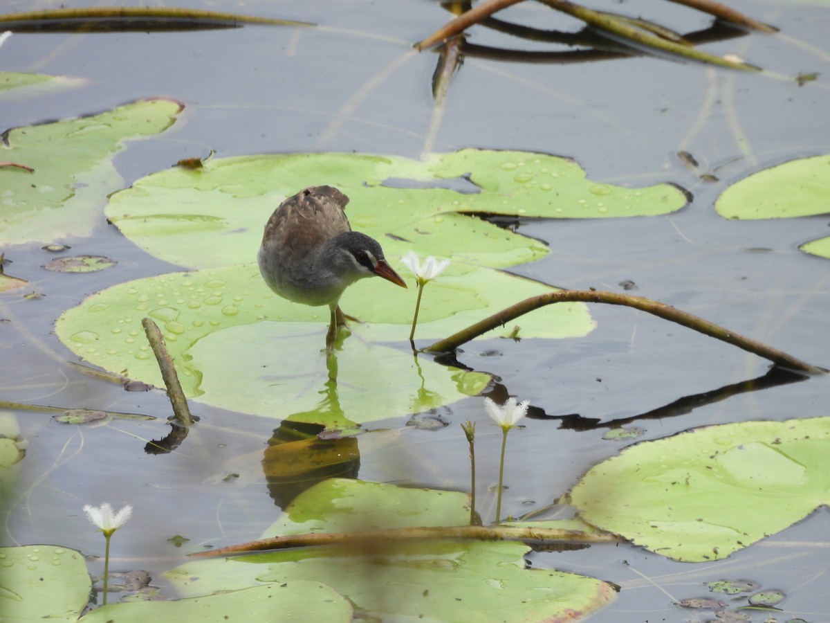 Polluela Cejiblanca - ML647438090