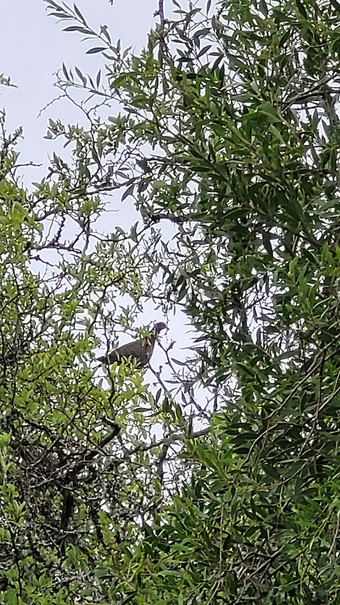 Picazuro Pigeon - ML647438104