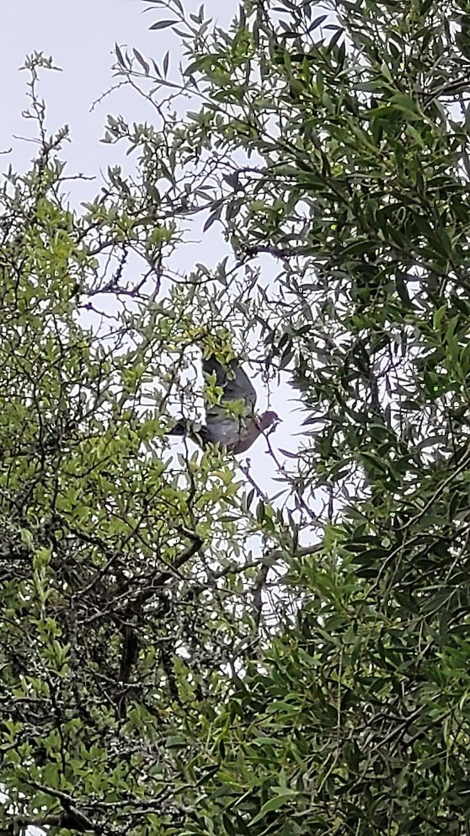 Picazuro Pigeon - ML647438105