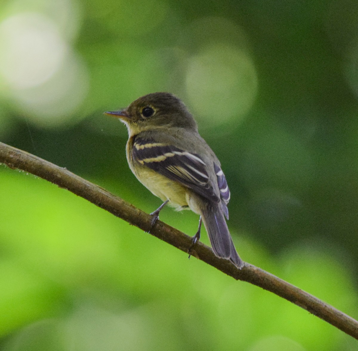 Yellow-bellied Flycatcher - ML647438138