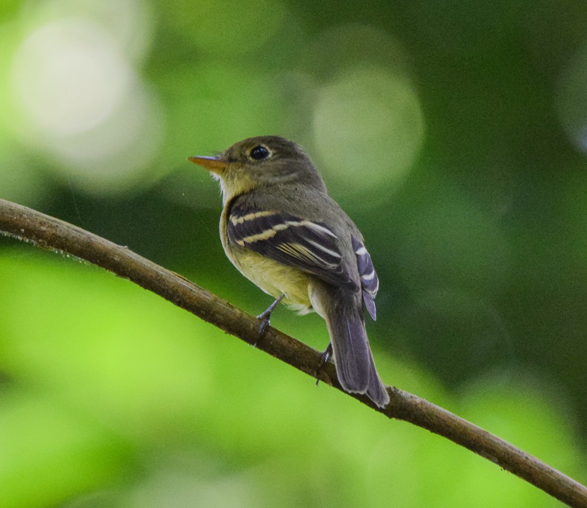 Yellow-bellied Flycatcher - ML647438139
