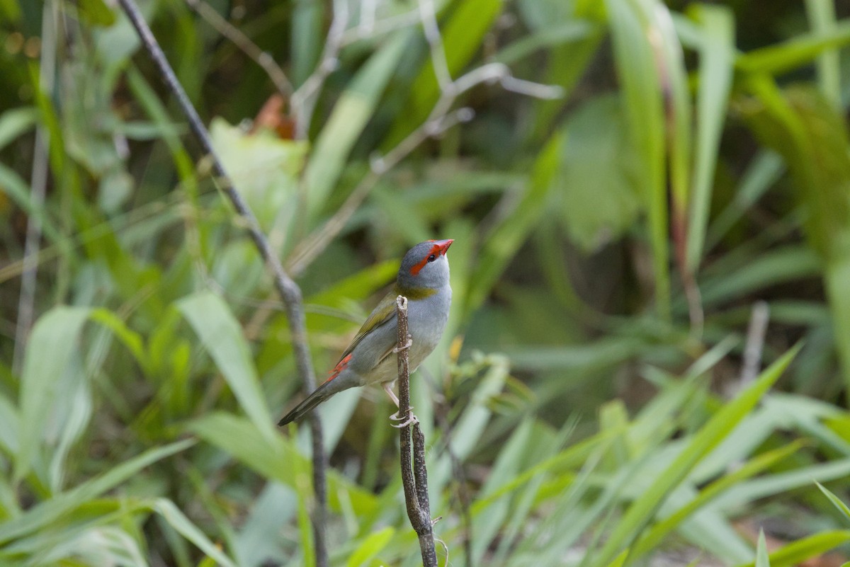Red-browed Firetail - ML647438142