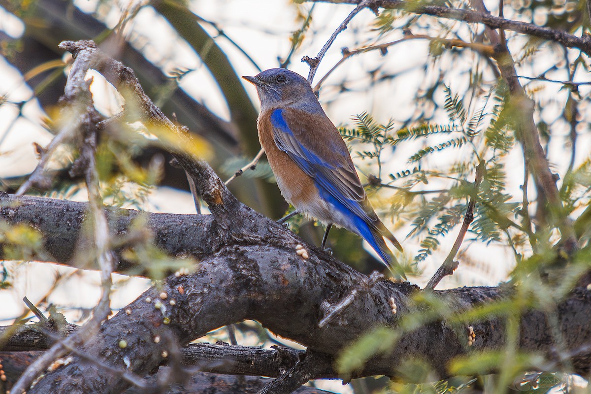 Western Bluebird - ML647438147