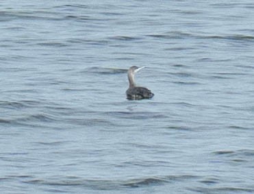 Strolaga minore - ML647438148