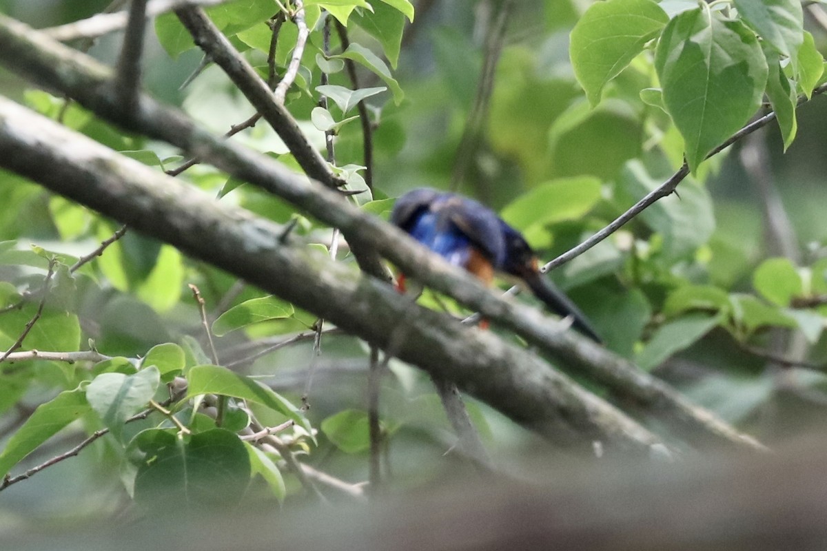 Рибалочка темно-синій - ML647438162