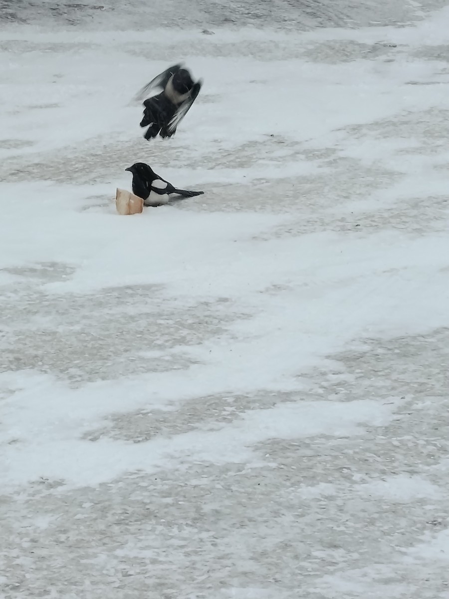 orientskjære - ML647438168