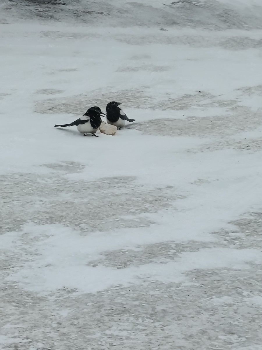 orientskjære - ML647438169